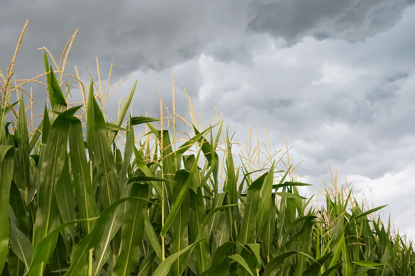 tassling corn plants under cloudy skies